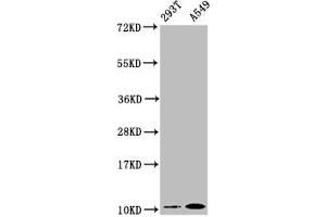 Western Blot Positive WB detected in: 293T whole cell lysate, A549 whole cell lysate All lanes: Apolipoprotein A II antibody at 0. (Recombinant APOA2 anticorps)