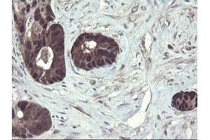 Image no. 6 for anti-TSC22 Domain Family, Member 1 (TSC22D1) antibody (ABIN1501540) (TSC22D1 anticorps)