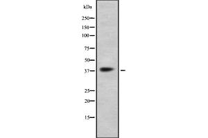 Western blot analysis GPR41 using K562 whole cell lysates (FFAR3 anticorps  (C-Term))
