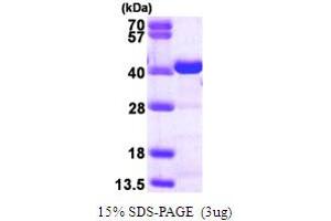SDS-PAGE (SDS) image for V-Crk Sarcoma Virus CT10 Oncogene Homolog (Avian)-Like (CRKL) (pTry207) protein (His tag) (ABIN667314)