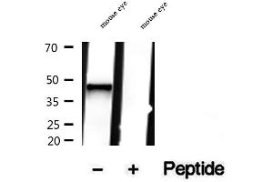 Western blot analysis of extracts of mouse eye tissue, using NR2E3 antibody.