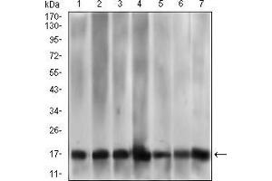 Western blot analysis using MRPL42 mouse mAb against HL7702 (1), HepG2 (2), SMMC-7721 (3), HEK293 (4), HL60 (5), HeLa (6), and Raji (7) cell lysate. (MRPL42 anticorps  (AA 142-203))