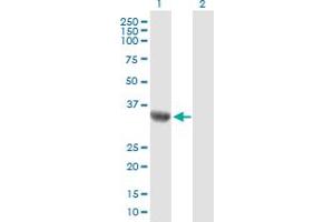 Western Blot analysis of C9orf100 expression in transfected 293T cell line by C9orf100 MaxPab polyclonal antibody. (C9orf100 anticorps  (AA 1-335))
