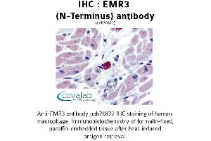 Image no. 1 for anti-Egf-Like Module Containing, Mucin-Like, Hormone Receptor-Like 3 (EMR3) (Extracellular Domain), (N-Term) antibody (ABIN1733996)