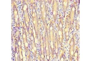 Immunohistochemistry of paraffin-embedded human small intestine tissue using ABIN7166087 at dilution of 1:100 (S100G anticorps  (AA 1-66))