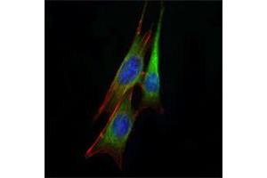 Immunofluorescence analysis of NIH/3T3 cells using anti-ETS1 mAb (green). (ETS1 anticorps)