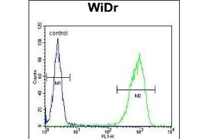TANK Antibody (Center) (ABIN652041 and ABIN2840515) flow cytometric analysis of WiDr cells (right histogram) compared to a negative control cell (left histogram).