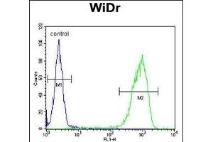 TANK Antibody (Center) (ABIN652041 and ABIN2840515) flow cytometric analysis of WiDr cells (right histogram) compared to a negative control cell (left histogram). (TANK anticorps  (AA 88-114))