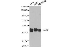 Western blot analysis of extracts of various cell lines, using VASP antibody. (VASP anticorps)