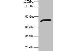 Western blot All lanes: ADH7 antibody at 2 μg/mL + Mouse liver tissue Secondary Goat polyclonal to rabbit IgG at 1/10000 dilution Predicted band size: 42, 43 kDa Observed band size: 42 kDa (ADH7 anticorps  (AA 1-386))