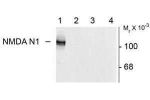 Image no. 2 for anti-Glutamate Receptor, Ionotropic, N-Methyl D-Aspartate 1 (GRIN1) (Variant N1) antibody (ABIN305686) (GRIN1/NMDAR1 anticorps  (Variant N1))