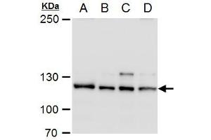 WB Image O-GlcNAc transferase antibody detects O-GlcNAc transferase protein by western blot analysis. (OGT anticorps)