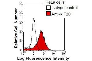 HeLa cells were fixed in 2% paraformaldehyde/PBS and then permeabilized in 90% methanol.