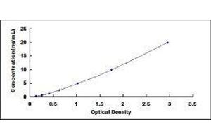 Chemokine (C-X-C Motif) Receptor 3 (CXCR3) ELISA Kit