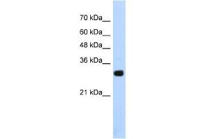 WB Suggested Anti-SOX15 Antibody Titration:  1. (SOX15 anticorps  (Middle Region))