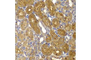 Immunohistochemistry of paraffin-embedded rat kidney using AMPKβ1 antibody (ABIN6134216, ABIN6146175, ABIN6146177 and ABIN6223916) at dilution of 1:100 (40x lens). (PRKAB1 anticorps)