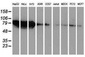 Image no. 2 for anti-Zinc Finger Protein 36, C3H Type, Homolog (Mouse) (ZFP36) antibody (ABIN1501406) (ZFP36 anticorps)