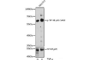 Western blot analysis of extracts of NIH/3T3 cells using Phospho-RELA(S468) Polyclonal Antibody at dilution of 1:2000. (NF-kB p65 anticorps  (pSer468))