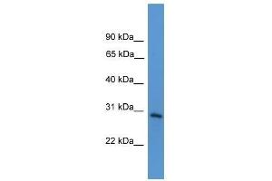 TNFRSF4 antibody used at 0.