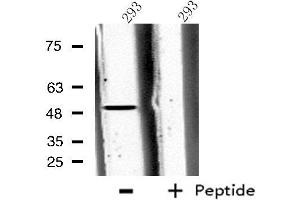Western blot analysis of extracts from 293 cells, using CPA5 antibody. (CPA5 anticorps  (Internal Region))