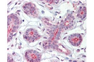 Anti-DAPK2 antibody IHC of human breast. (DAPK2 anticorps  (AA 359-370))