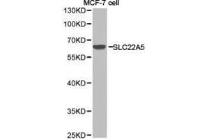 Western Blotting (WB) image for anti-Solute Carrier Family 22 Member 5 (SLC22A5) antibody (ABIN1874815) (SLC22A5 anticorps)