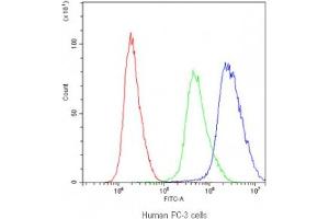 Flow cytometry testing of human PC-3 cells with PTP4A2 antibody at 1ug/10^6 cells (blocked with goat sera) (PTP4A2 anticorps)
