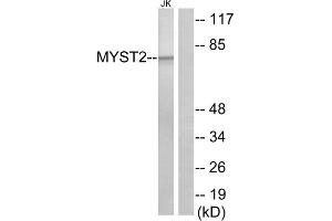 Western blot analysis of extracts from Jurkat cells, using MYST2 antibody. (MYST2 anticorps  (Internal Region))