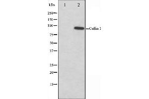 Western blot analysis on HeLa cell lysate using Cullin 1 Antibody,The lane on the left is treated with the antigen-specific peptide. (Cullin 1 anticorps)
