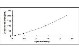 alpha Ketoglutarate Dehydrogenase (alphaKGDHC) ELISA Kit