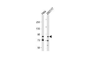 All lanes : Anti-G2E3 Antibody (Center) at 1:2000 dilution Lane 1: Hela whole cell lysate Lane 2: 293T/17 whole cell lysate Lysates/proteins at 20 μg per lane. (G2E3 anticorps  (AA 226-252))
