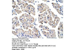 anti-T-Cell Leukemia Homeobox 2 (TLX2) (C-Term) antibody