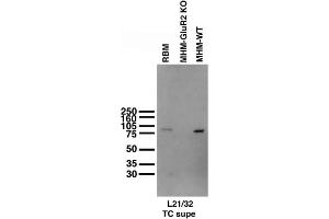 Immunoblot of membranes from adult rat brain (RBM) and adult GluA2/GluR2 knockout (KO) and wild-type (WT) mouse hippocampi (MHM).