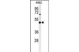 Western blot analysis of B3GAT1 Antibody in K562 cell line lysates (35ug/lane)