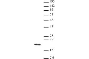 Histone H3K14me3 antibody (pAb) tested by Western blot. (Histone 3 anticorps  (3meLys14))