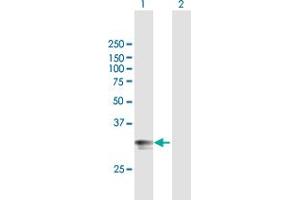 Western Blot analysis of HLA-DPA1 expression in transfected 293T cell line by HLA-DPA1 MaxPab polyclonal antibody. (HLA-DPA1 anticorps  (AA 1-260))