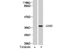 Western blot analysis of extract from 293 cells using JUND (phospho S255) polyclonal antibody .