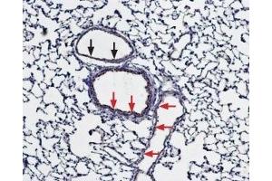 Expression of Bestrophin-1 in rat lung - Immunohistochemical staining of paraffin embedded rat lung sections using Anti-Bestrophin-1 (extracellular) Antibody (ABIN7042964, ABIN7043934 and ABIN7043935), (1:100).