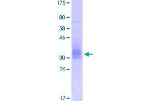 Image no. 2 for Basigin (Ok Blood Group) (BSG) (AA 22-207) protein (His-DYKDDDDK-Strep II Tag) (ABIN2566151)