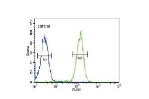 Flow cytometric analysis of MDA-MB435 cells (right histogram) compared to a negative control cell (left histogram). (SLC9A3R1 anticorps  (AA 168-197))