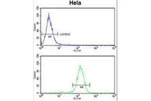 BCL3 Antibody (Center) flow cytometry analysis of Hela cells (bottom histogram) compared to a negative control cell (top histogram). (BCL3 anticorps  (Middle Region))