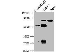 Immunoprecipitating USP10 in A549 whole cell lysate Lane 1: Rabbit control IgG instead of ABIN7174250 in A549 whole cell lysate. (USP1 anticorps  (AA 453-592))