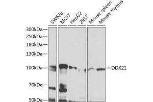 Western blot analysis of extracts of various cell lines, using DDX21 antibody (ABIN6130262, ABIN6139485, ABIN6139487 and ABIN6222815) at 1:1000 dilution. (DDX21 anticorps  (AA 624-783))