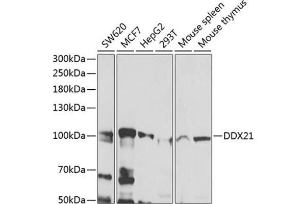 DDX21 anticorps  (AA 624-783)