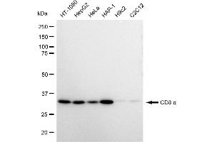 Western blotting analysis using CD8 alpha antibody (ABIN7797987). (Recombinant CD8 alpha anticorps)