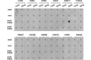 Dot Blot (DB) image for anti-Histone H3 (H3) (H3R17me) antibody (ABIN3023283)