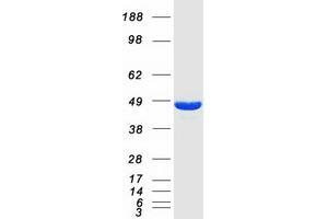 Validation with Western Blot