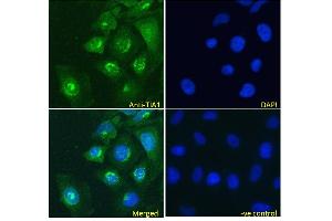 ABIN190808 Immunofluorescence analysis of paraformaldehyde fixed HeLa cells, permeabilized with 0. (TIA1 anticorps  (Internal Region))