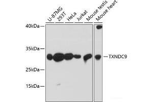 Western blot analysis of extracts of various cell lines using TXNDC9 Polyclonal Antibody at dilution of 1:3000. (TXNDC9 anticorps)