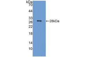 Detection of Recombinant NCL, Mouse using Polyclonal Antibody to Nucleolin (NCL) (Nucleolin anticorps  (AA 353-568))
